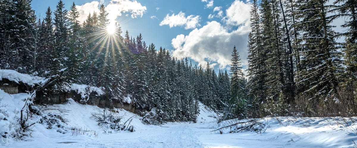 A snow-covered forest with a clear sky and sunlight filtering through the trees.