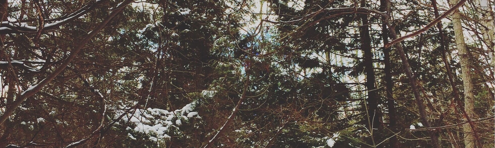 More from a beautiful day #hiking in Komoka Provincial Park - #hike #ontario #canada