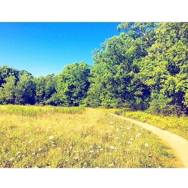 { Fresh air and flowers } 🌼🍃 #backyardadventures #exploreontario #ontario #canada #nature #wild #flowers #meadow #beautiful #adventure #getoutside #explore #wander  