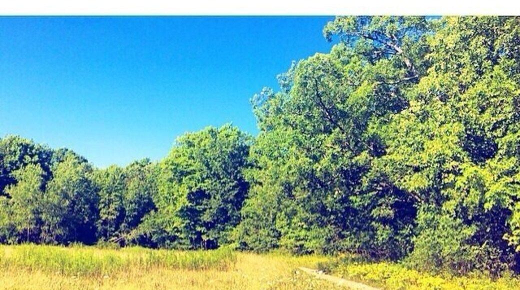 { Fresh air and flowers } 🌼🍃 #backyardadventures #exploreontario #ontario #canada #nature #wild #flowers #meadow #beautiful #adventure #getoutside #explore #wander