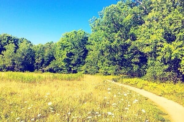 { Fresh air and flowers } đŒđ #backyardadventures #exploreontario #ontario #canada #nature #wild #flowers #meadow #beautiful #adventure #getoutside #explore #wander