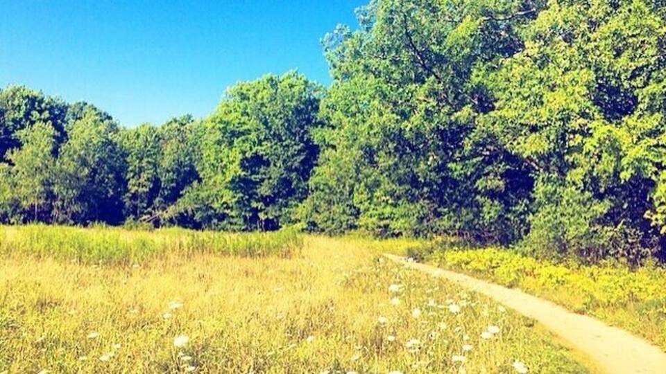 { Fresh air and flowers } 🌼🍃 #backyardadventures #exploreontario #ontario #canada #nature #wild #flowers #meadow #beautiful #adventure #getoutside #explore #wander