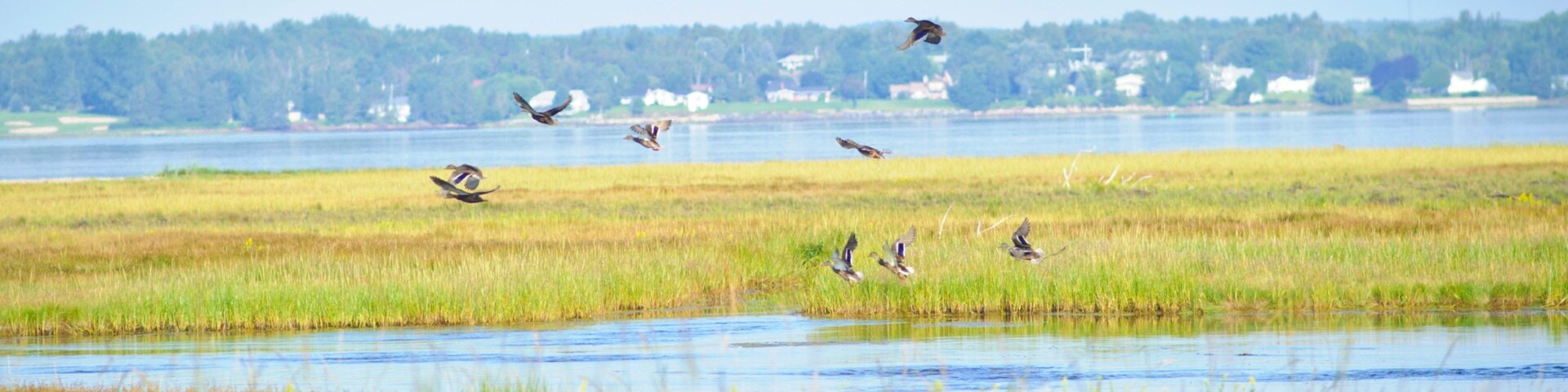 Bathurst which includes general coastal views, bird life and wetlands