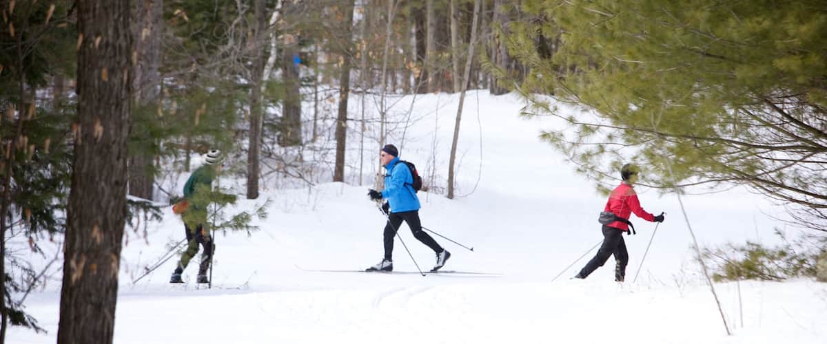 Three people cross-country skiing in a snowy forest.