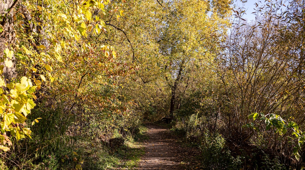 View of McLaughlin Bay Wildlife Reserve in Oshawa.