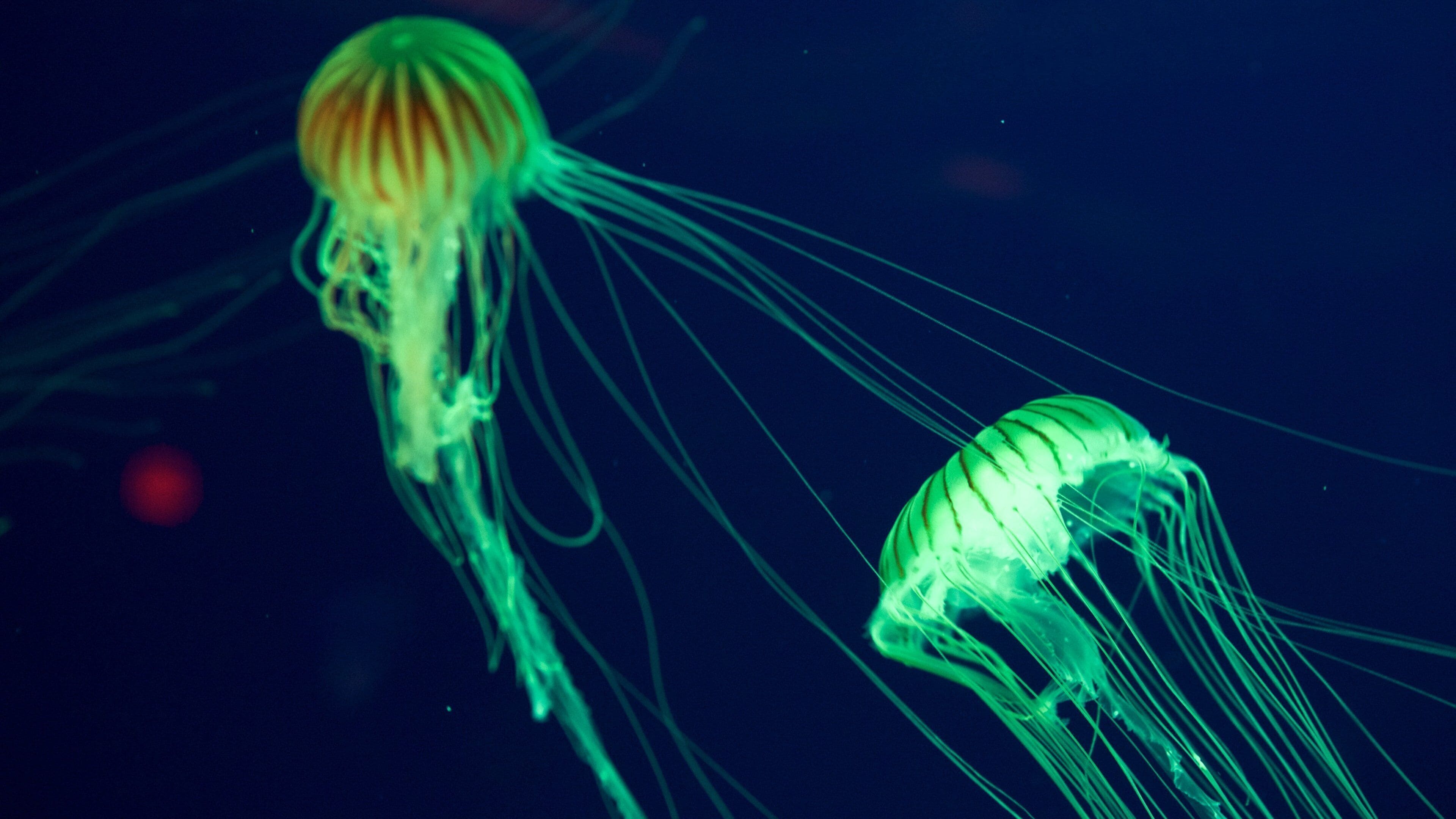 Caroline du Sud côtière qui includes vie marine