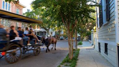 South Carolinas kust som visar landdjur sÄvÀl som en liten grupp av mÀnniskor
