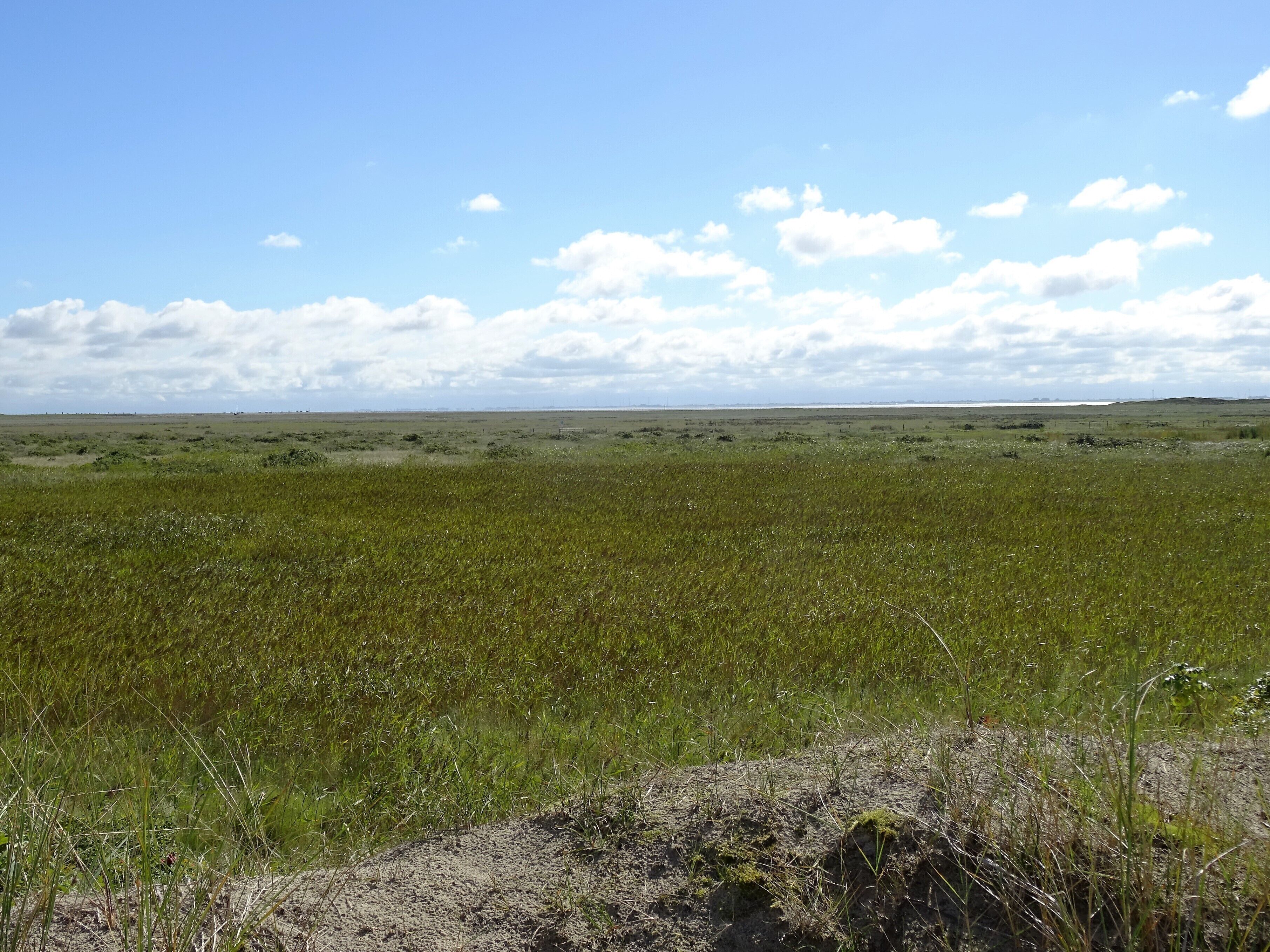 Nationalpark Niedersächsisches Wattenmeer - Spiekeroog - Westergroen (1)