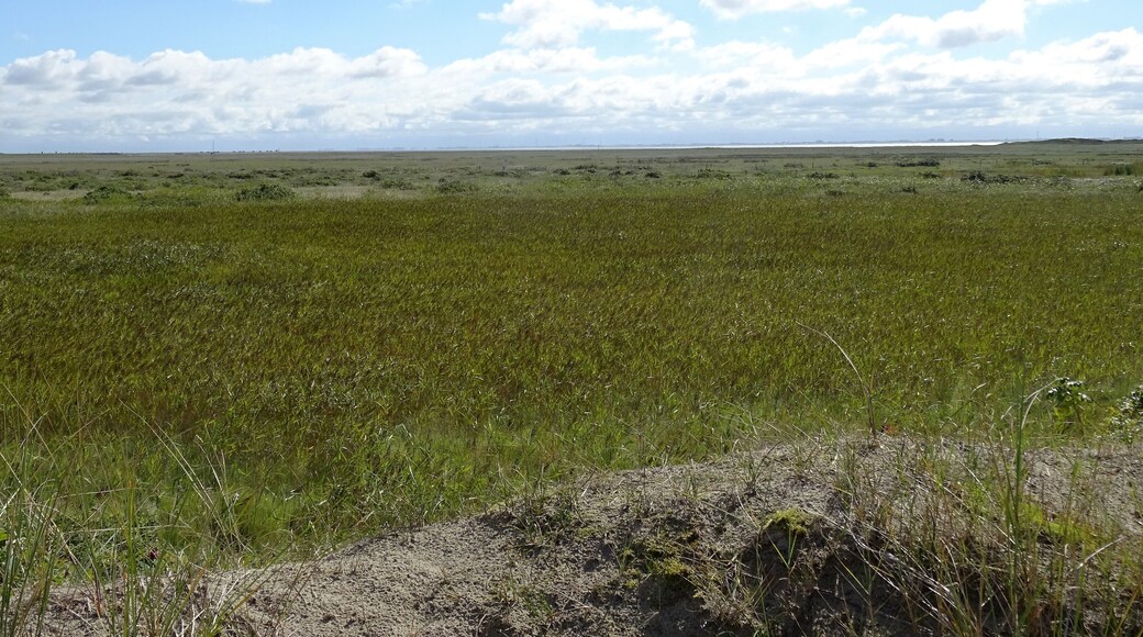 Nationalpark Niedersächsisches Wattenmeer - Spiekeroog - Westergroen (1)