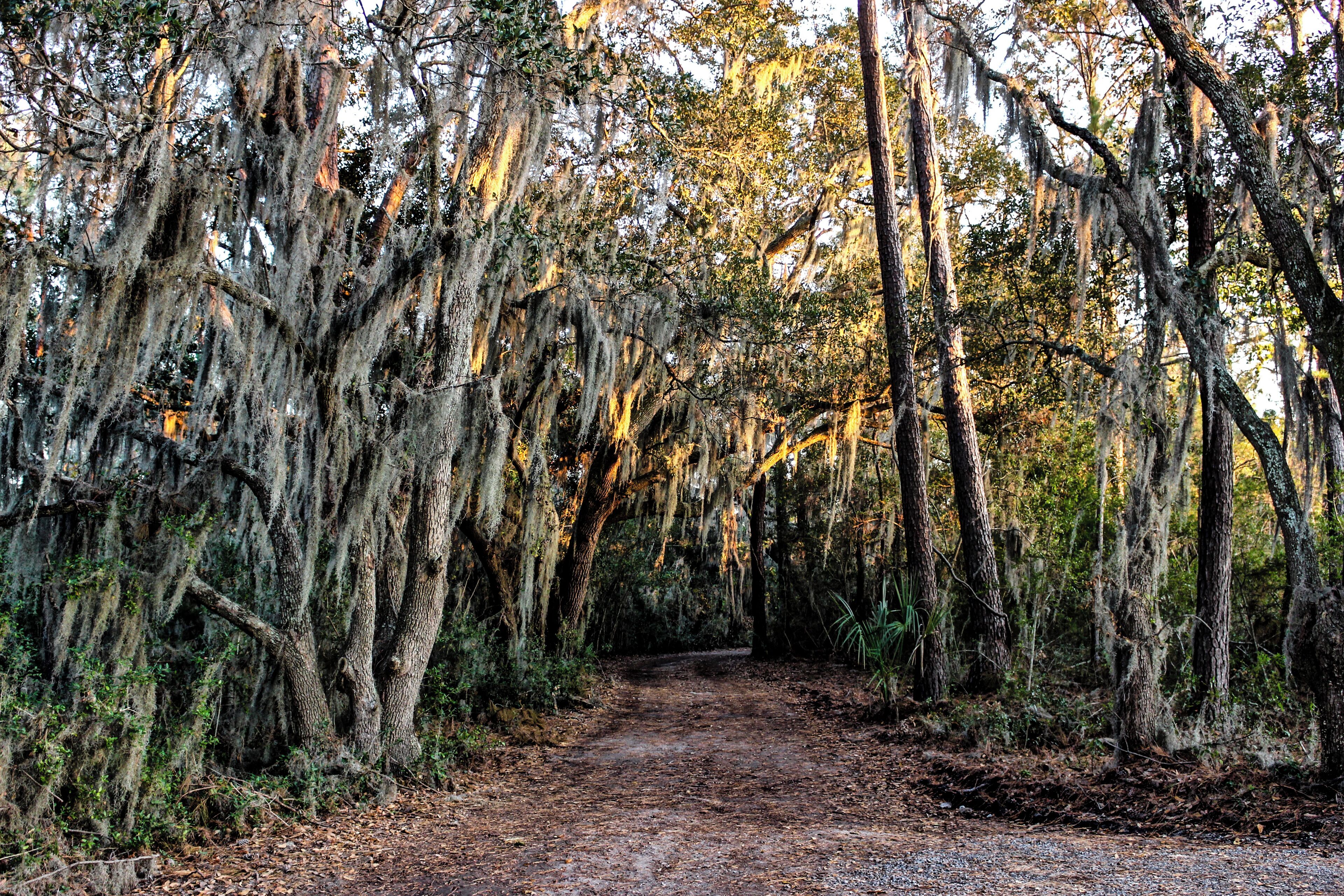 A forest path with trees covered in Spanish moss.