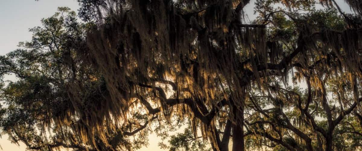 South Carolina has some of the best low country Live Oaks you can find. From this viewpoint you can see where they filmed movies like Forest Gump, The Big Lebowski, Deliverance, The Legend of Bagger Vance, and so many more. Basically if you need the quintessential southern coastal town this is the perfect place for it. Great food, amazing people, history that will take you lifetimes to see and hear, scenery that will make you want a sweet tea or lemonade in your hand, and a rocking chair to rest your feet. Come down to Gullah country and listen to stories told for generations, or head over to the ocean and listen to the world for an evening.