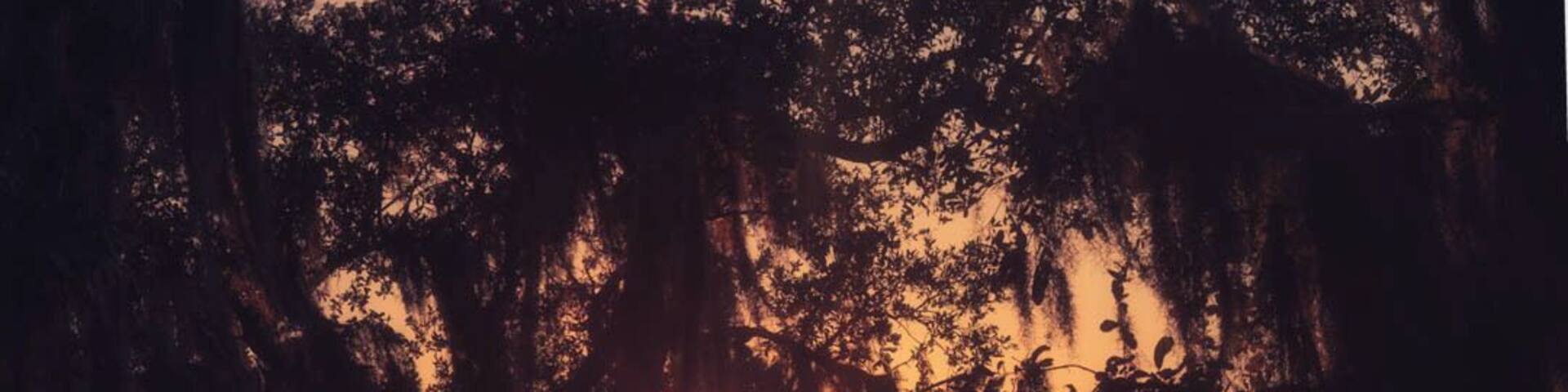 A sunset over a water body with a wooden fence and trees with Spanish moss.