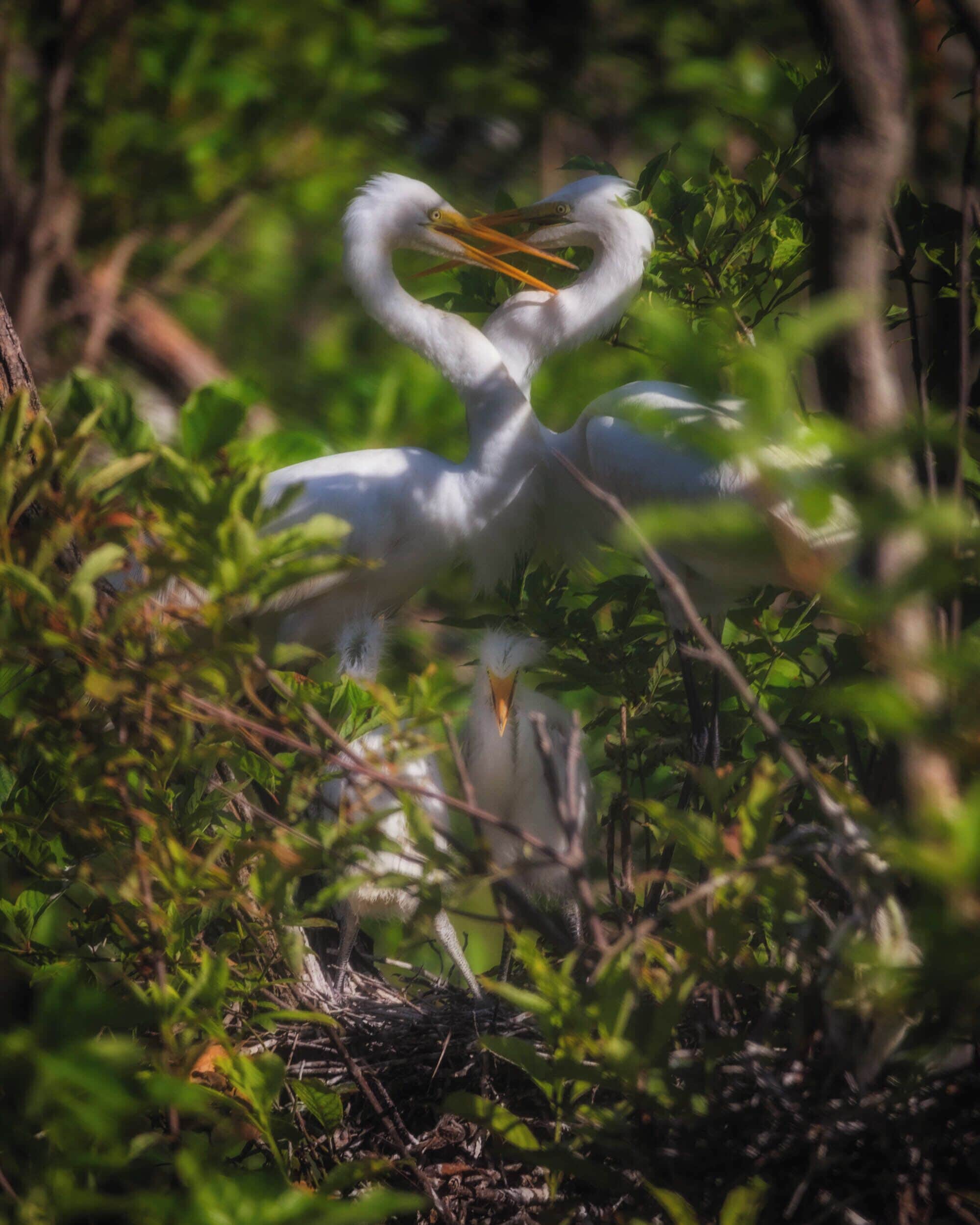 both parents returned to the nest while I was there and greeted each other. I am very glad I was able to see this before I left. I call it parental love. 