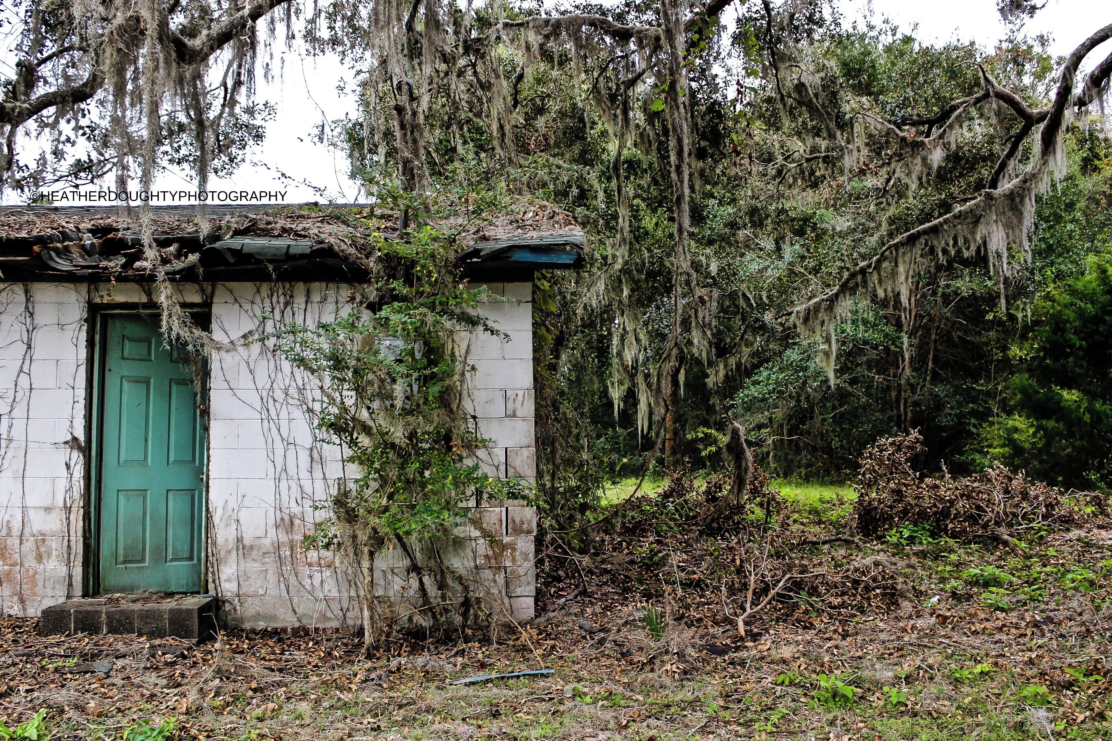 What I love most about this photograph is how the trees have started to claim back their land by growing over, and under, the abandoned shack. The only thing left inside was a broken toilet.

www.society6.com/HeatherDoughtyPhotography

