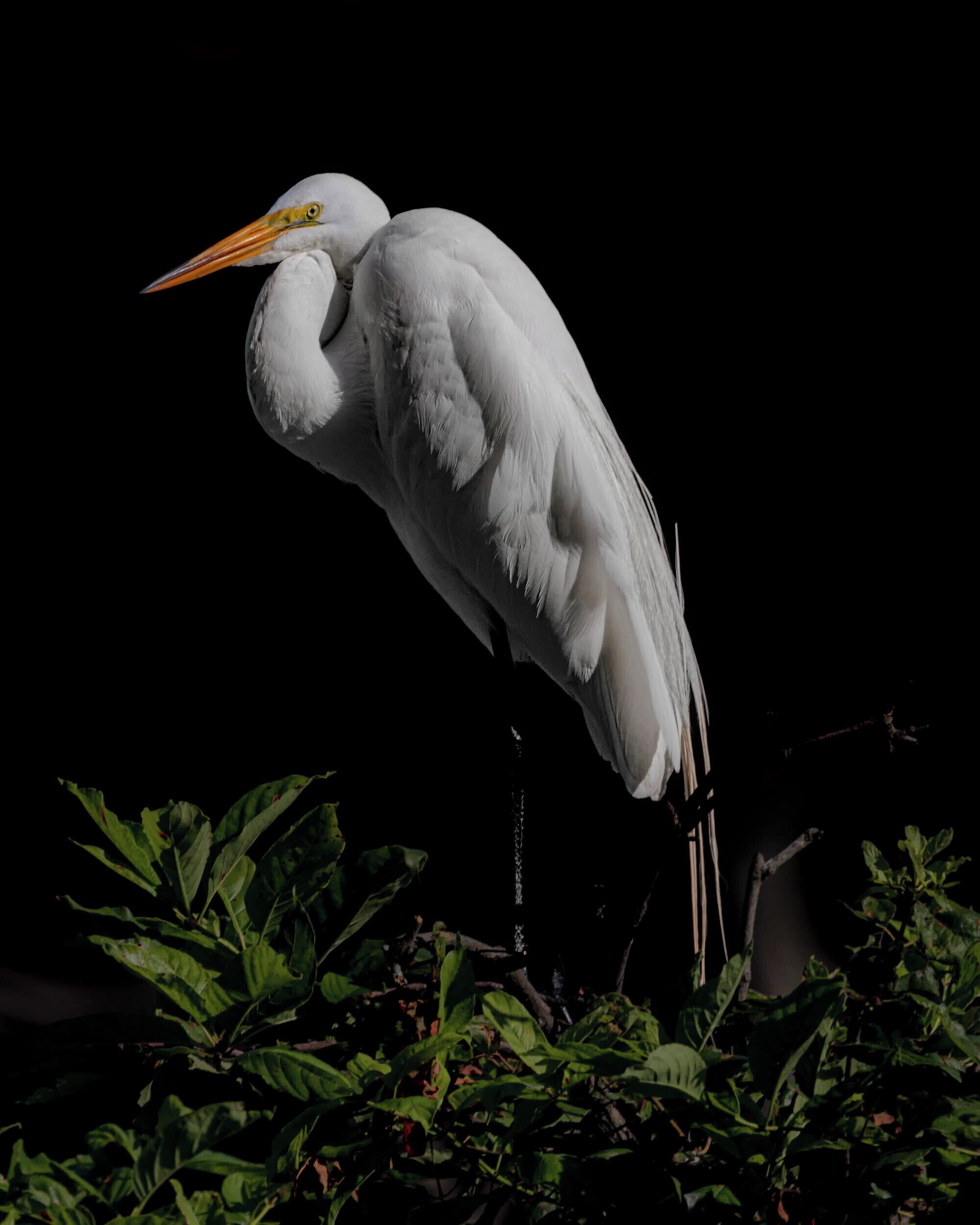 It was a blindingly bright day, but that allowed me to focus in on the white birds and it looked like they were in front of a backdrop. 