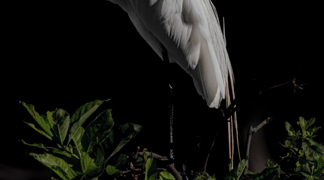 It was a blindingly bright day, but that allowed me to focus in on the white birds and it looked like they were in front of a backdrop.