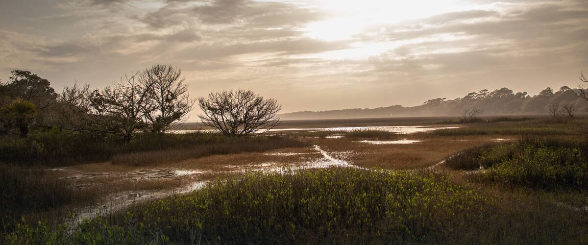 A wetland landscape with sparse trees and a distant shoreline.