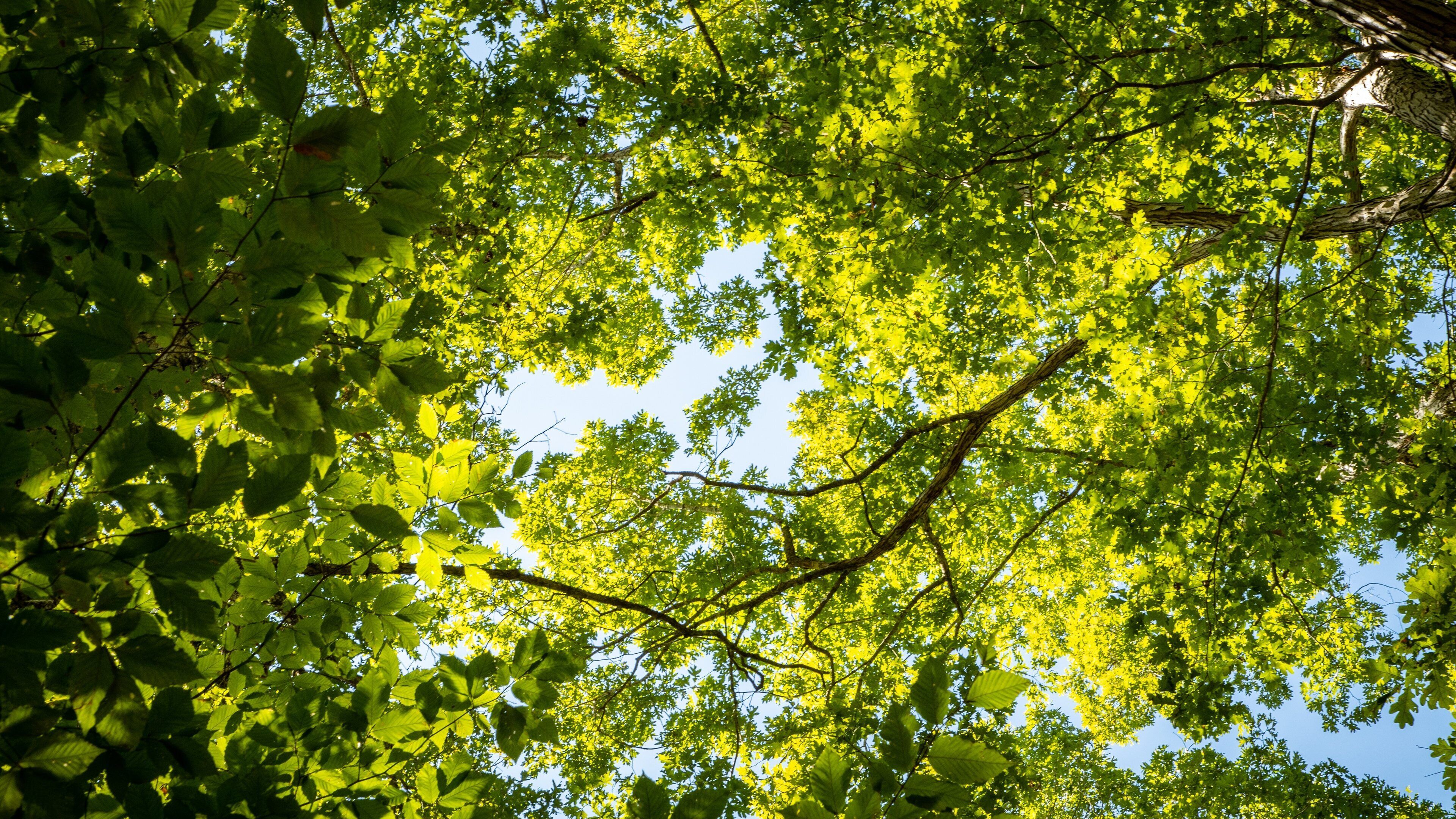 Gainesville featuring a garden