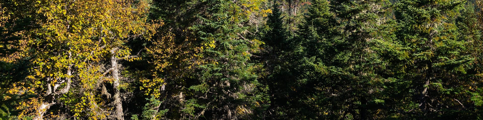 A mountainous landscape with dense coniferous forests and a clear blue sky.