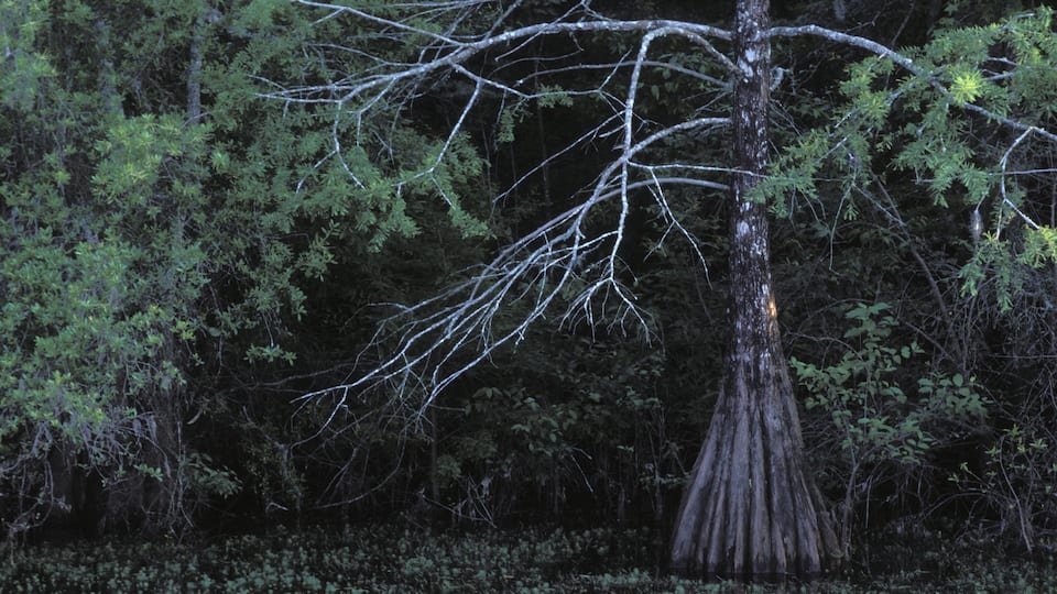 A large tree with bare branches in a dense forest.
