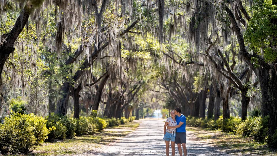 A tree-lined path with Spanish moss, a person holding a child, and a clear sky.