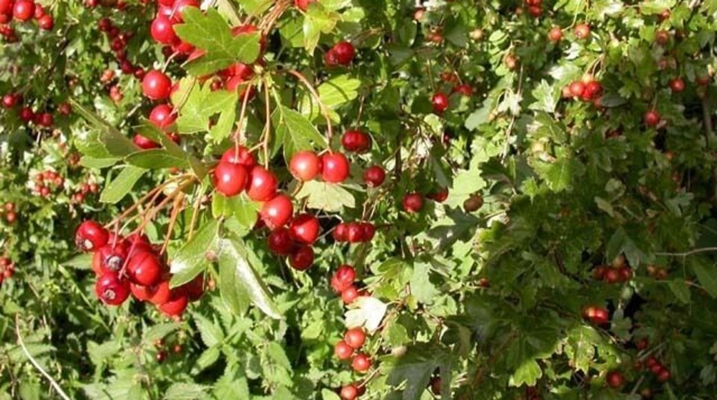 Haws. The fruit of the hawthorn on a bridleway near Chapel Brampton.