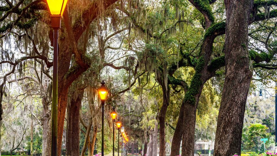 A pathway lined with large trees and hanging moss, illuminated by street lamps, with pink flowers on the sides.