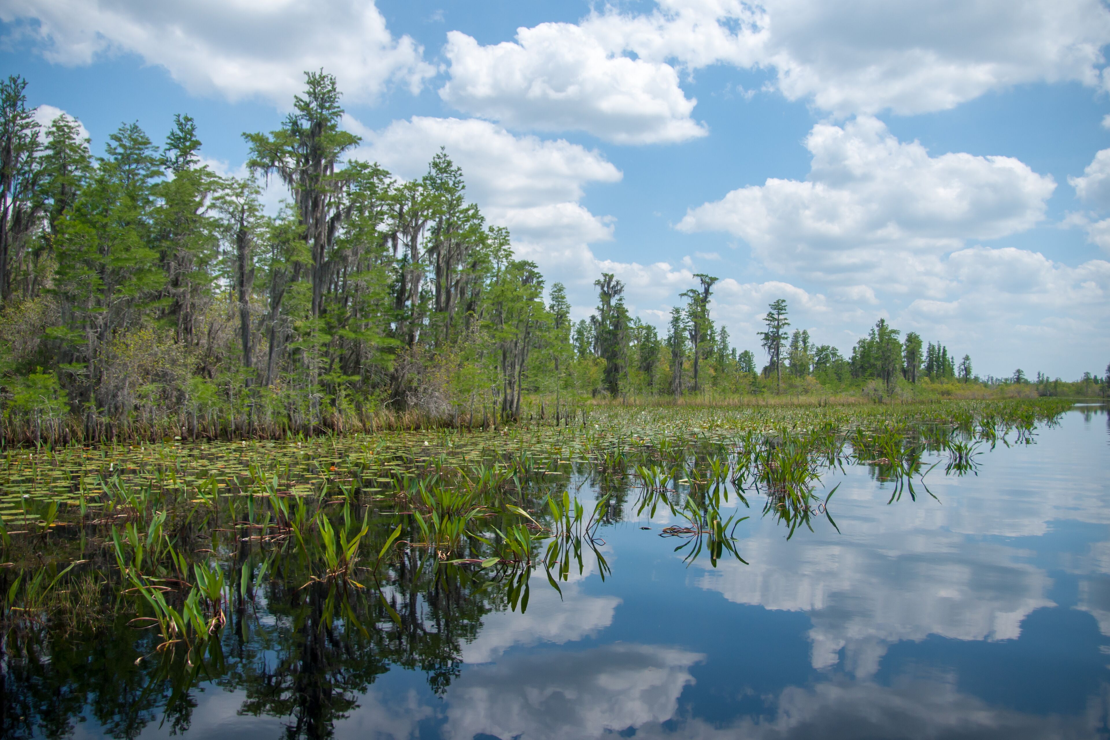 A calm water body surrounded by dense trees and clear sky.