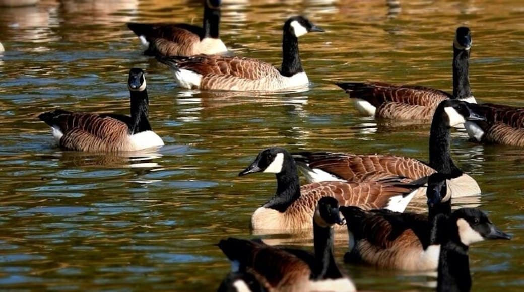 Laura s walker is just north of the Okefenokee national wildlife refuge and is home to one of the largest rookeries in the south east. The state park is a mecca of nesting birds. If your going to the Okefenokee it's worth a stop by just to see all the birds. The best time to go is winter and early spring, before the migrating birds fly back north.