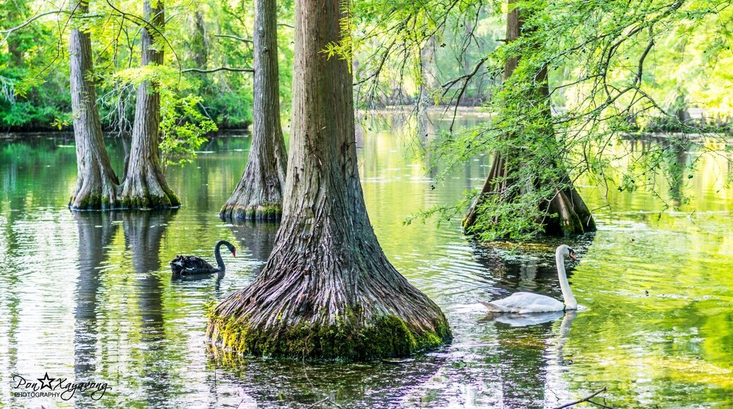 The beautiful black waters of Swan Lake form the setting for the spectacular Iris Gardens. The lake is dotted with colorful islands, and wildlife is abundant. The only public park in the United States to feature all eight swan species, Swan Lake-Iris Gardens is also home to some of the nation's most intensive plantings of Japanese iris