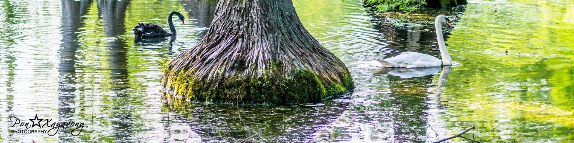 The beautiful black waters of Swan Lake form the setting for the spectacular Iris Gardens. The lake is dotted with colorful islands, and wildlife is abundant. The only public park in the United States to feature all eight swan species, Swan Lake-Iris Gardens is also home to some of the nation's most intensive plantings of Japanese iris