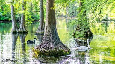 The beautiful black waters of Swan Lake form the setting for the spectacular Iris Gardens. The lake is dotted with colorful islands, and wildlife is abundant. The only public park in the United States to feature all eight swan species, Swan Lake-Iris Gardens is also home to some of the nation's most intensive plantings of Japanese iris