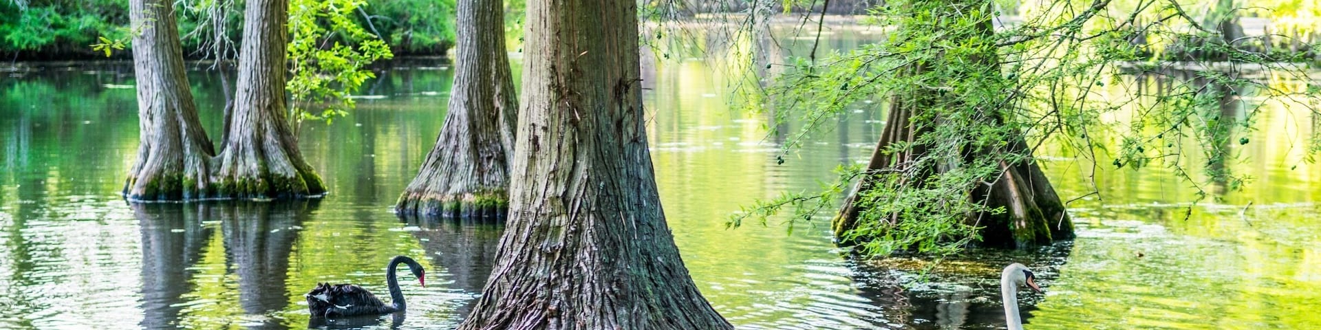 The beautiful black waters of Swan Lake form the setting for the spectacular Iris Gardens. The lake is dotted with colorful islands, and wildlife is abundant. The only public park in the United States to feature all eight swan species, Swan Lake-Iris Gardens is also home to some of the nation's most intensive plantings of Japanese iris
