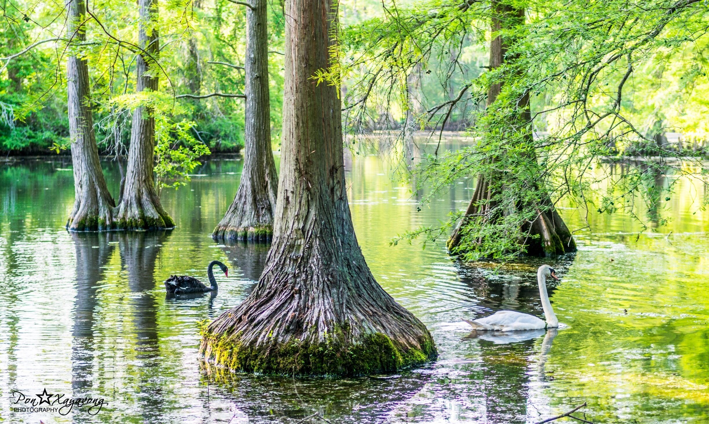A swamp with tall trees, water, and swans.