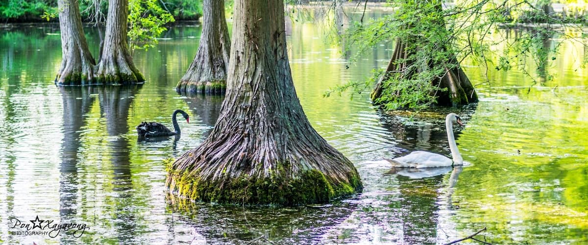 A swamp with tall trees, water, and swans.