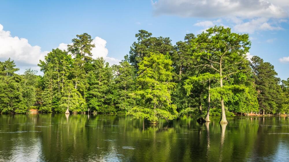 Un lac paisible, entouré d’une forêt dense et verdoyante, sous un ciel bleu et dégagé.