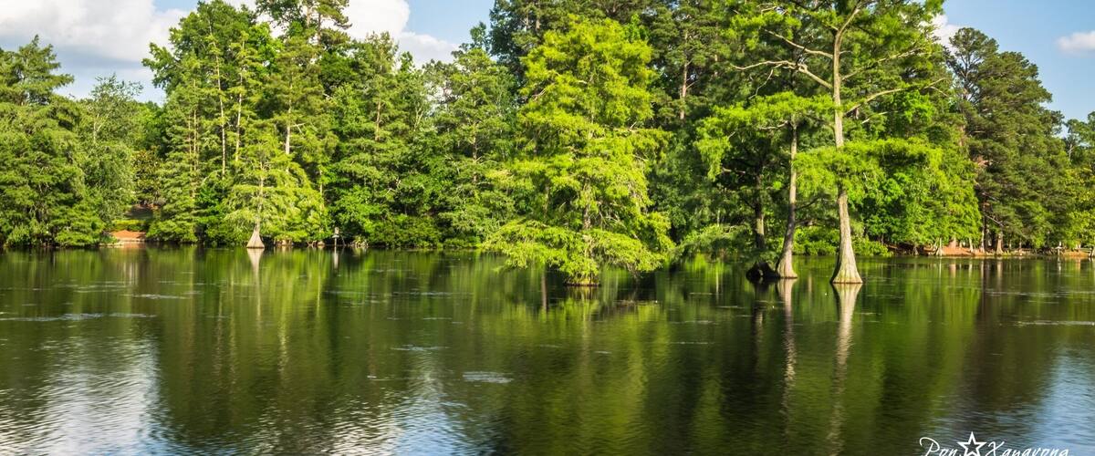 A calm lake surrounded by dense green trees and a clear blue sky.