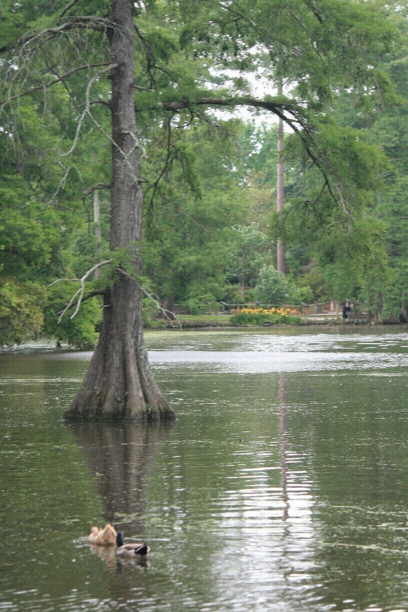A neat little gem of a garden tucked away in South Carolina.