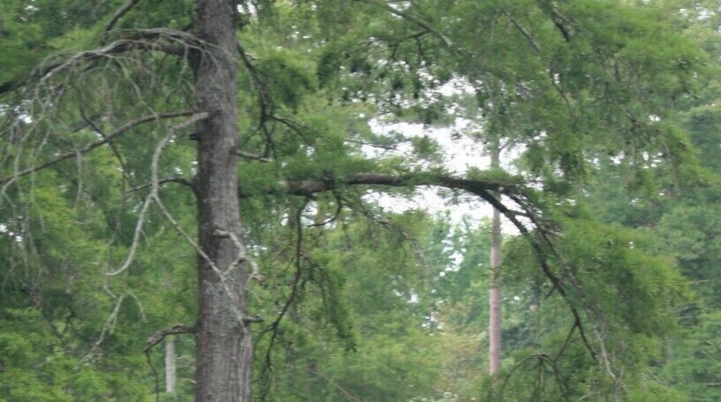 A neat little gem of a garden tucked away in South Carolina.