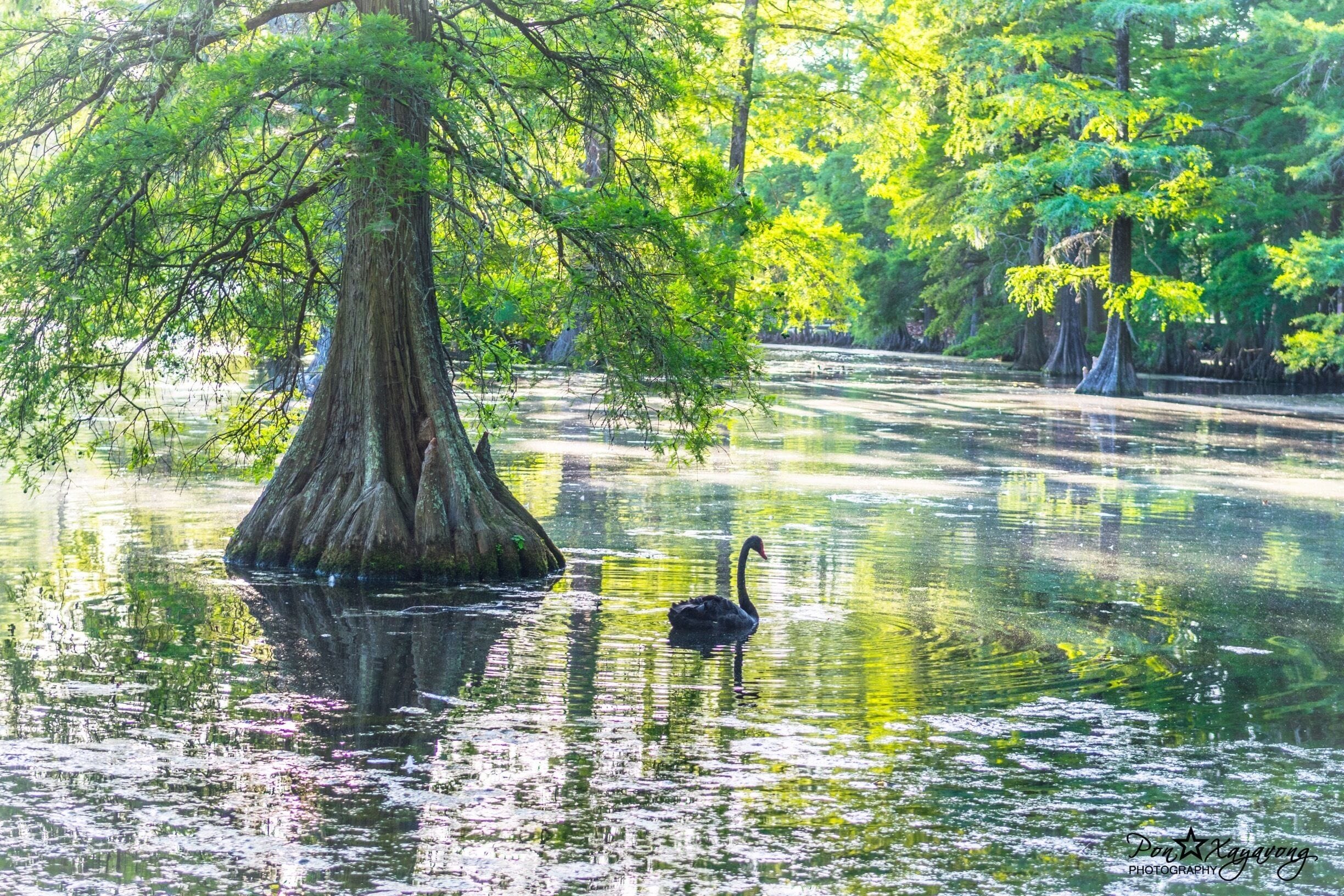 Who love black swan?