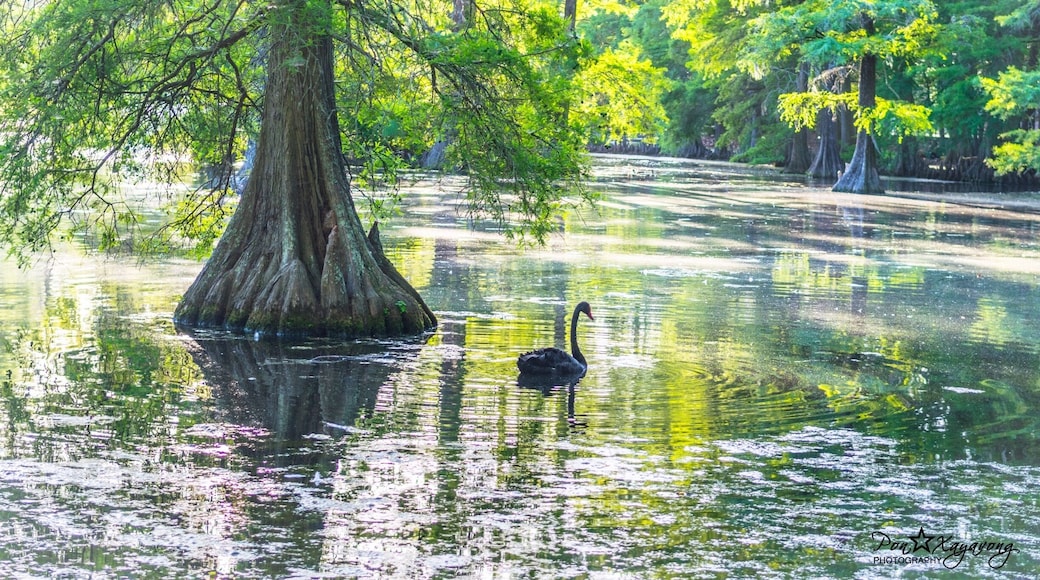 Who love black swan?