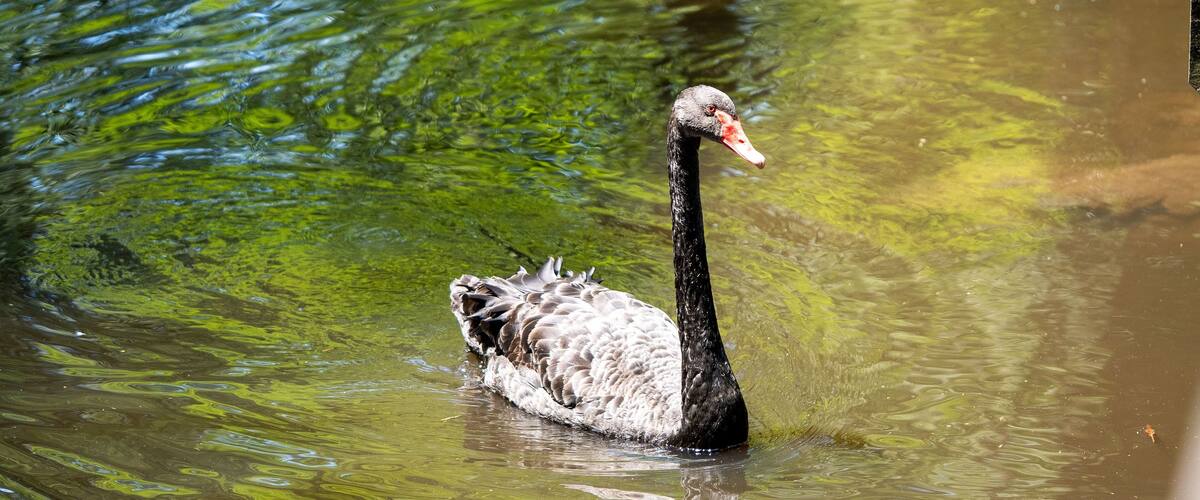 Black swan (Cygnus atratus) swimming in the Swan Lake Iris Gardens in Sumter, South Carolina