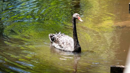 Black swan (Cygnus atratus) swimming in the Swan Lake Iris Gardens in Sumter, South Carolina