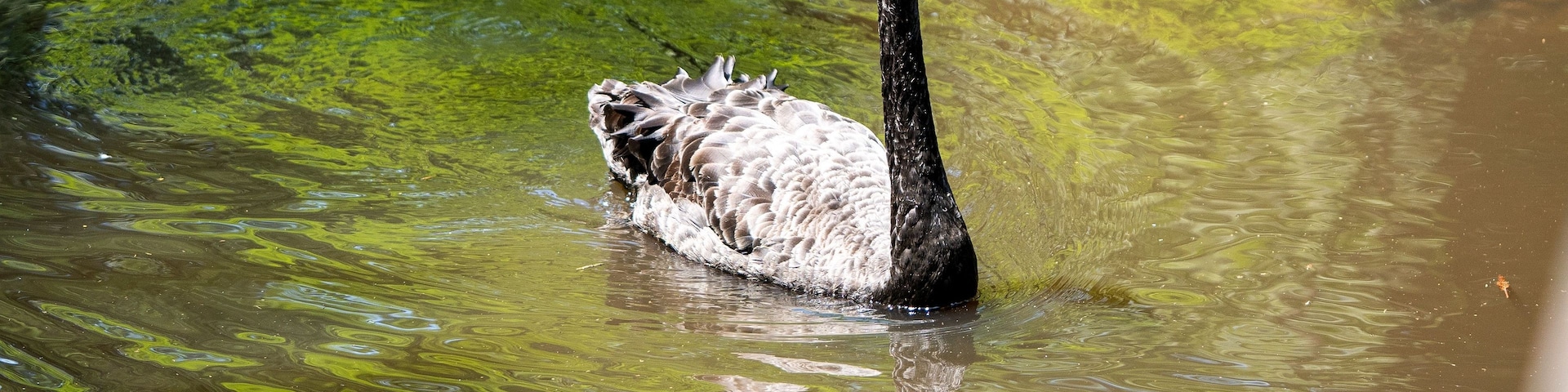 Um cisne nada em águas esverdeadas.