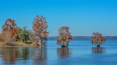 Cypress Trees with Spanish Moss growing on them. In Lake Marion at Santee State Park, Santee, Orangeburg County, South Carolina