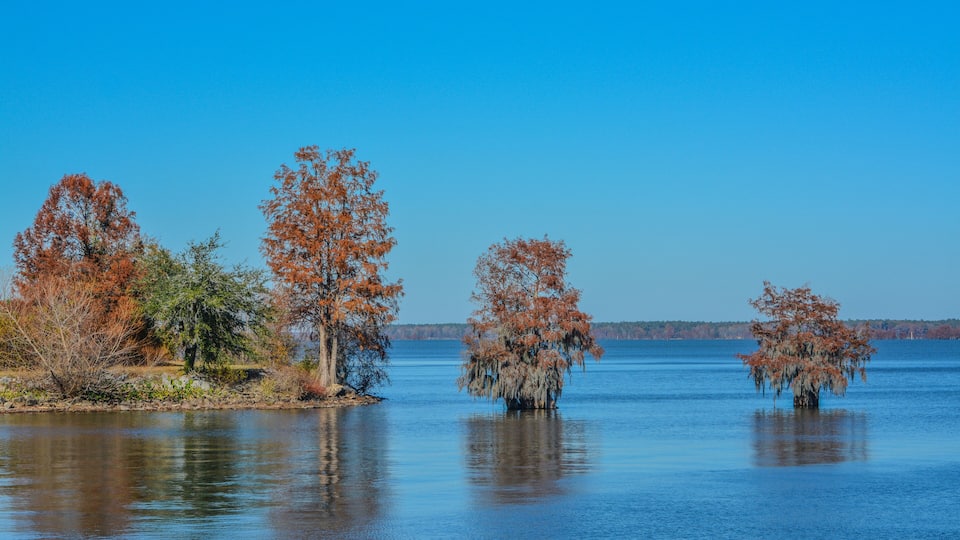 Cypress Trees with Spanish Moss growing on them. In Lake Marion at Santee State Park, Santee, Orangeburg County, South Carolina