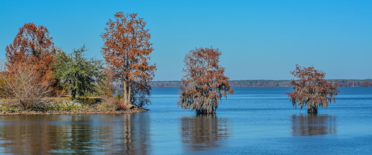 Cypress Trees with Spanish Moss growing on them. In Lake Marion at Santee State Park, Santee, Orangeburg County, South Carolina
