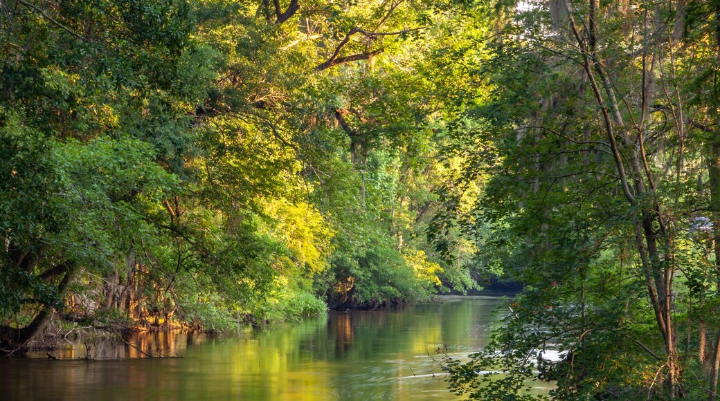 Photo of the Edisto River near Orangeburg, SC with beautiful lighting and reflections on the water in the late spring