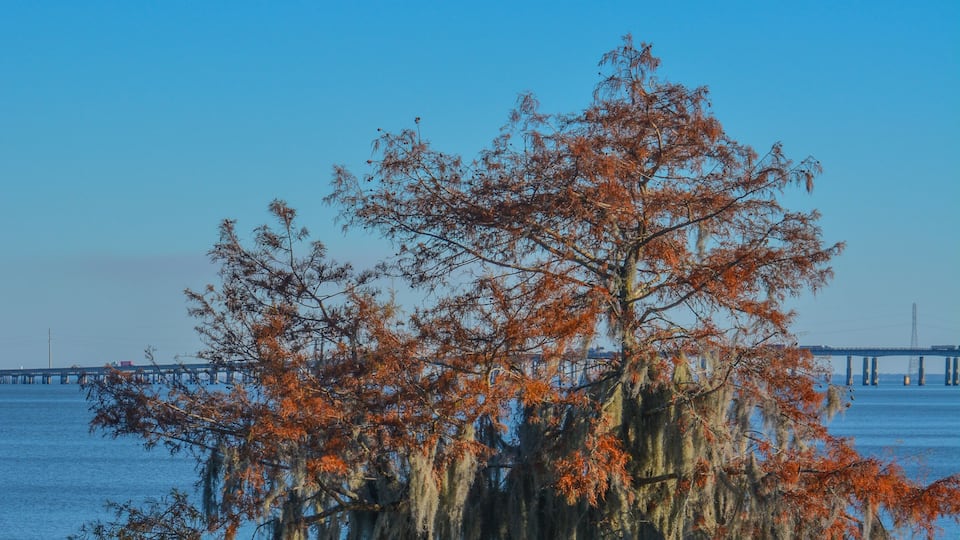 A tree with red leaves and Spanish moss overhanging a body of water.