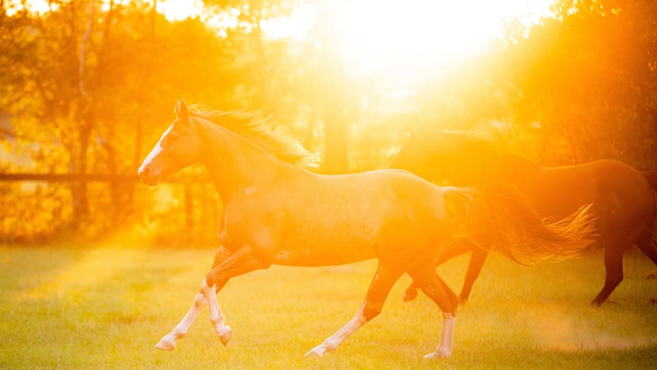 two horses galloping in a field at sunset on a horse farm